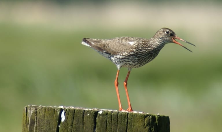 Weidevogel fietsroute De Wieden