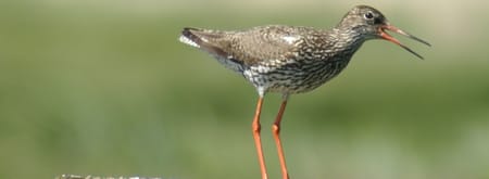 Weidevogel fietsroute De Wieden