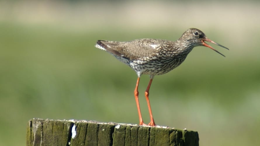 Weidevogel fietsroute De Wieden