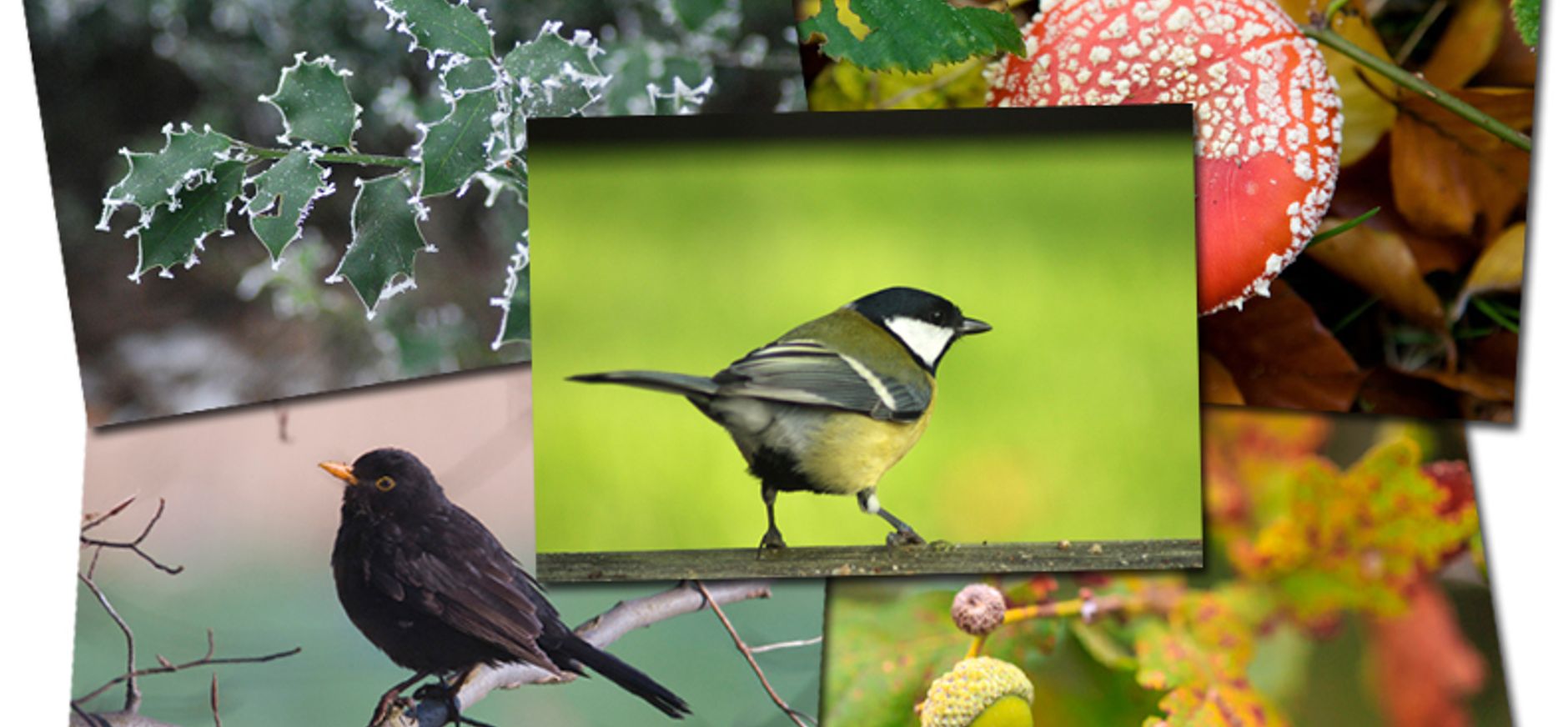 Natuurbingo Natuurbingo