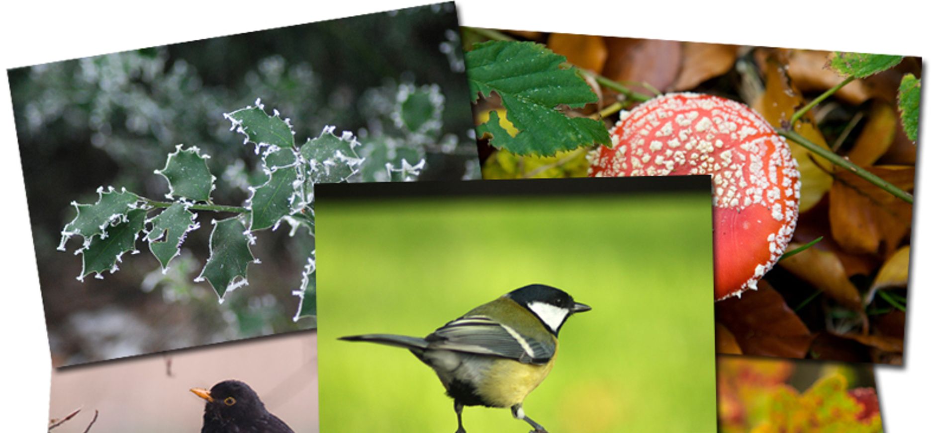 Natuurbingo Natuurbingo