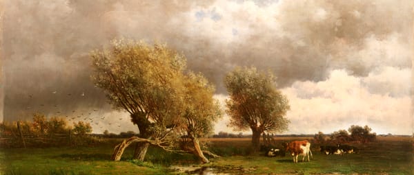 Knotwilgen en mooie luchten