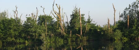 Vogelparadijs Ackerdijkse Plassen Vogelparadijs Ackerdijkse Plassen