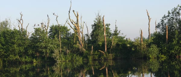 Bekijk de expositie 'Rotterdams Platteland' in Het Natuurhistorisch Bekijk de expositie 'Rotterdams Platteland' in Het Natuurhistorisch