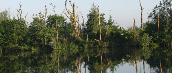 Bekijk de expositie 'Rotterdams Platteland' in Het Natuurhistorisch Bekijk de expositie 'Rotterdams Platteland' in Het Natuurhistorisch