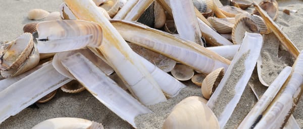 Uitwaaien op het strand