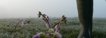 Dauwtrapwandeling in de Ackerdijkse Plassen