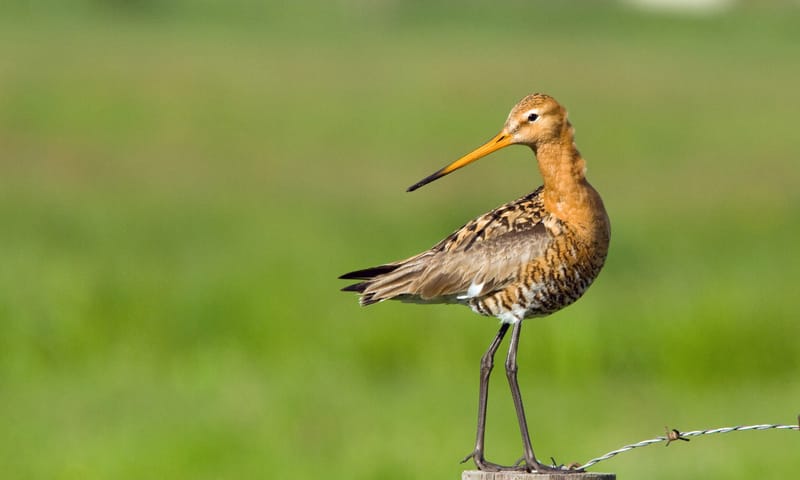 Zomervogels kijken in de Ackerdijkse Plassen