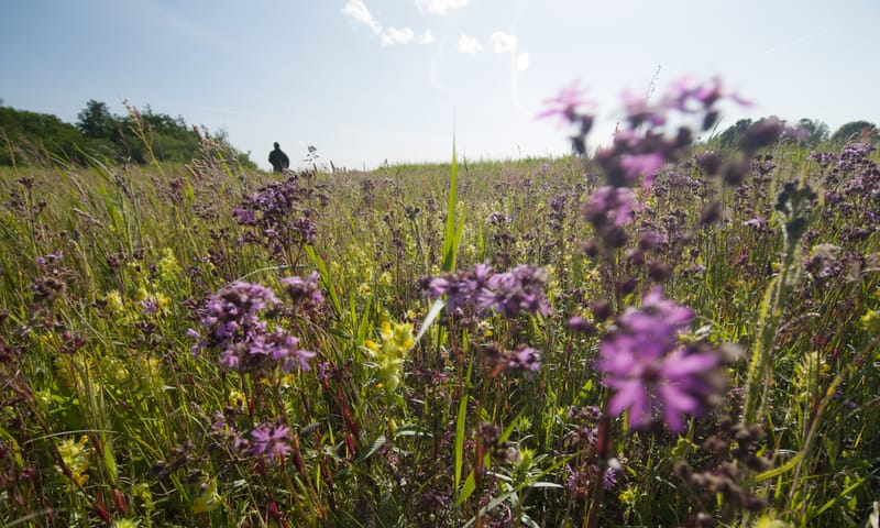 Korte vaartocht tijdens de Midden-Delfland Dag Korte vaartocht tijdens de Midden-Delfland Dag