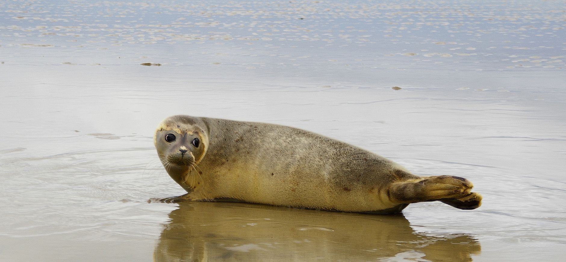 Uitkijktoren Middelduinen