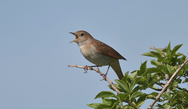 Bosvogels Bosvogels