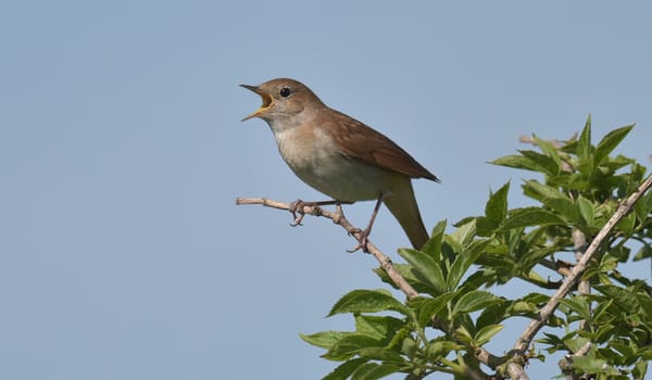 Bosvogels Bosvogels