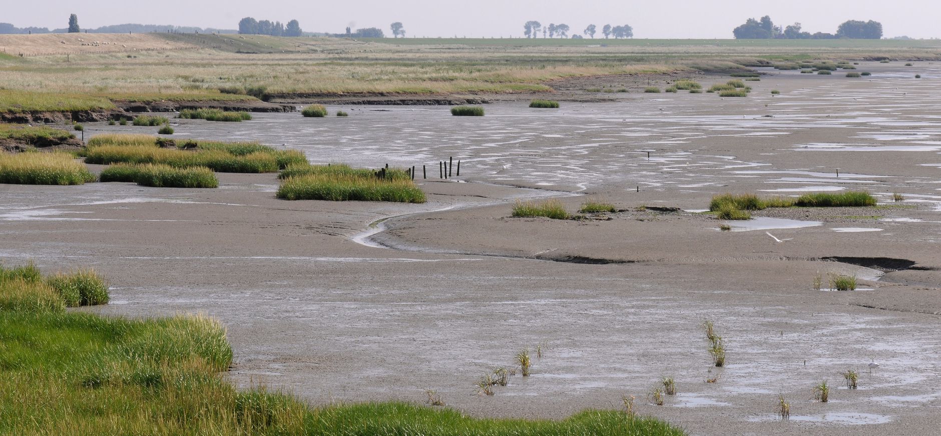 Zuidgors