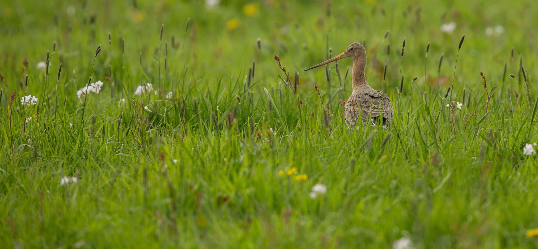 Zó willen we het graag...bloemrijke weilanden. In de wieden vinden de grutto's deze weilanden nog!