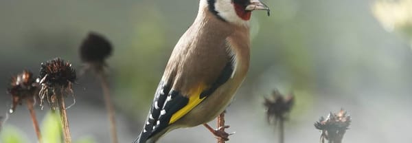 Puttertje