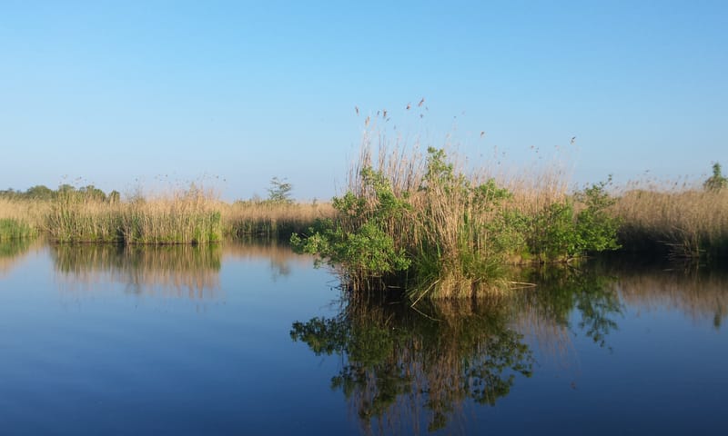 Ankeveense plassen