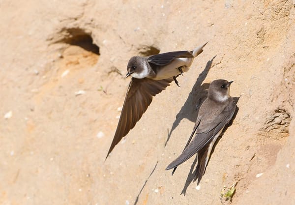 Oeverzwaluwen bij natuurlijke nestwand