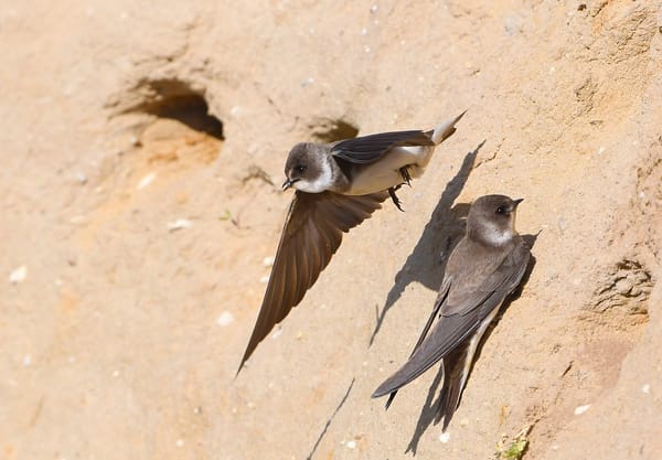 Oeverzwaluwen bij natuurlijke nestwand