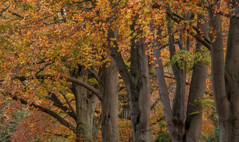 Zagen op Landgoed Nijenburg: pracht en praal en hard werken Zagen op Landgoed Nijenburg: pracht en praal en hard werken