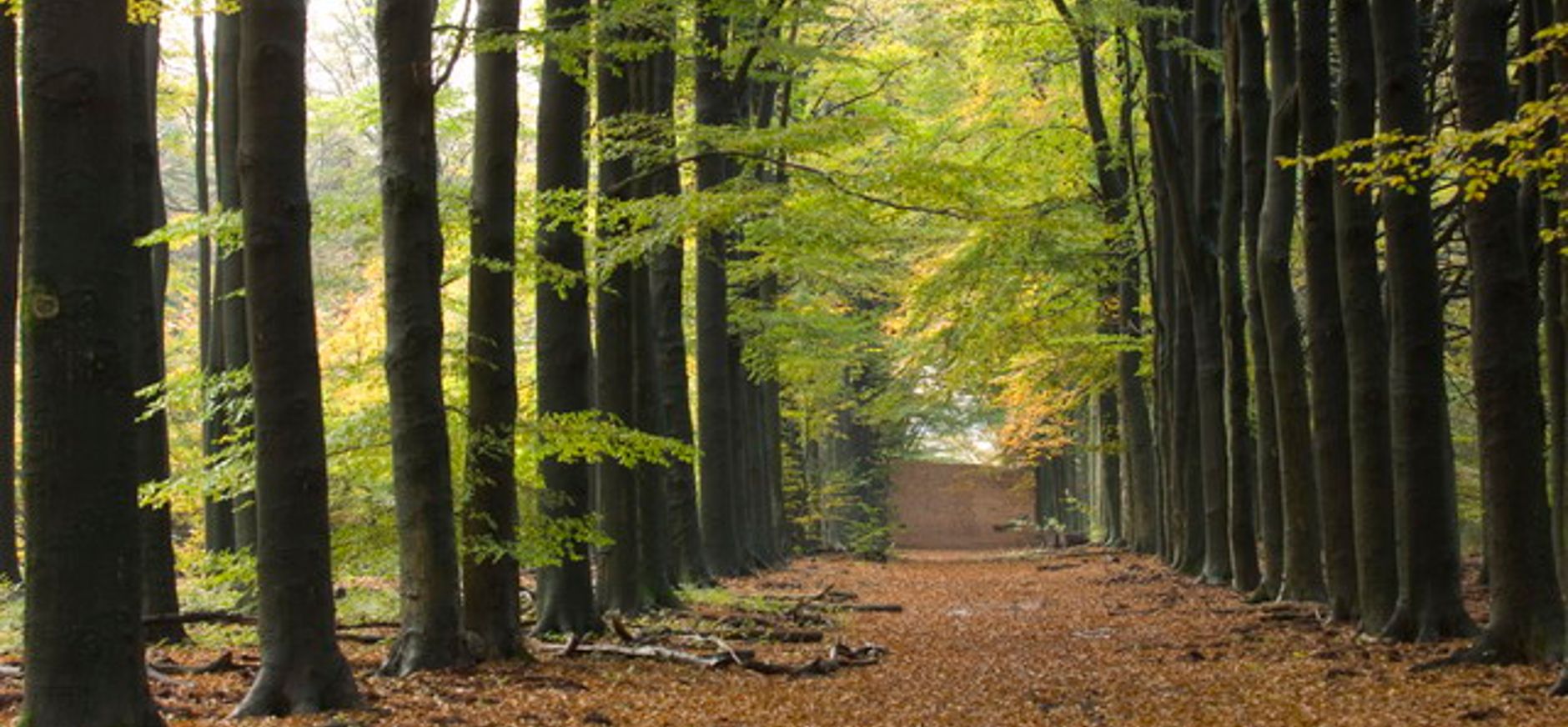 Plantloon krijgt nog meer karakter Plantloon krijgt nog meer karakter