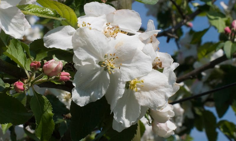 Bloesem fruitboom
