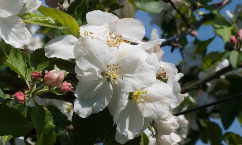 Bloesem fruitboom