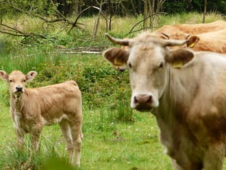 Wandelroute Cultuurhistorisch Banisveld bij Boxtel