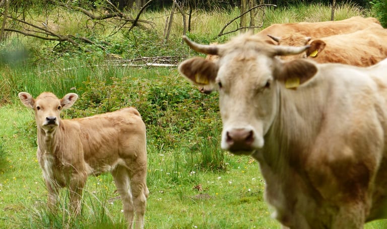 Wandelroute Cultuurhistorisch Banisveld bij Boxtel