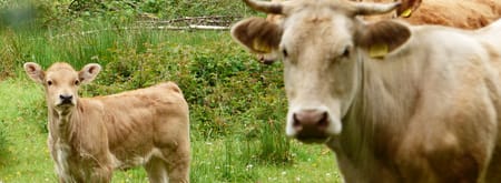 Wandelroute Cultuurhistorisch Banisveld bij Boxtel