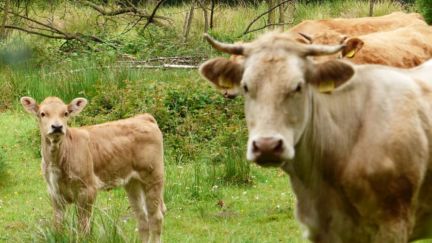Wandelroute Cultuurhistorisch Banisveld bij Boxtel