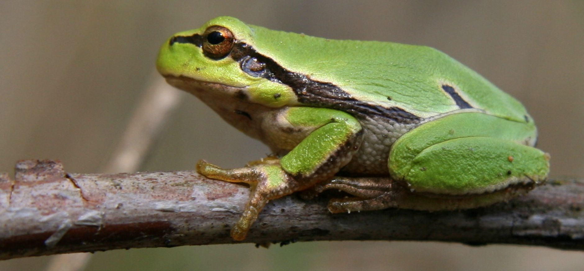 Boomkikker voor het eerst waargenomen op Kampina Boomkikker voor het eerst waargenomen op Kampina