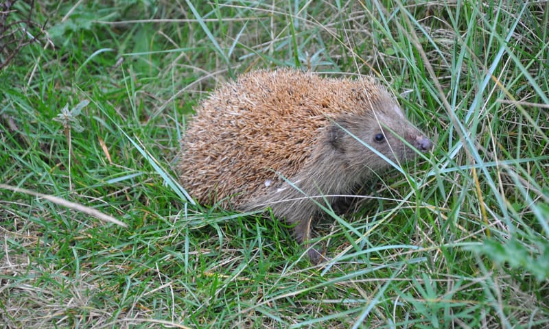 Bosgeheimen voor kleuters