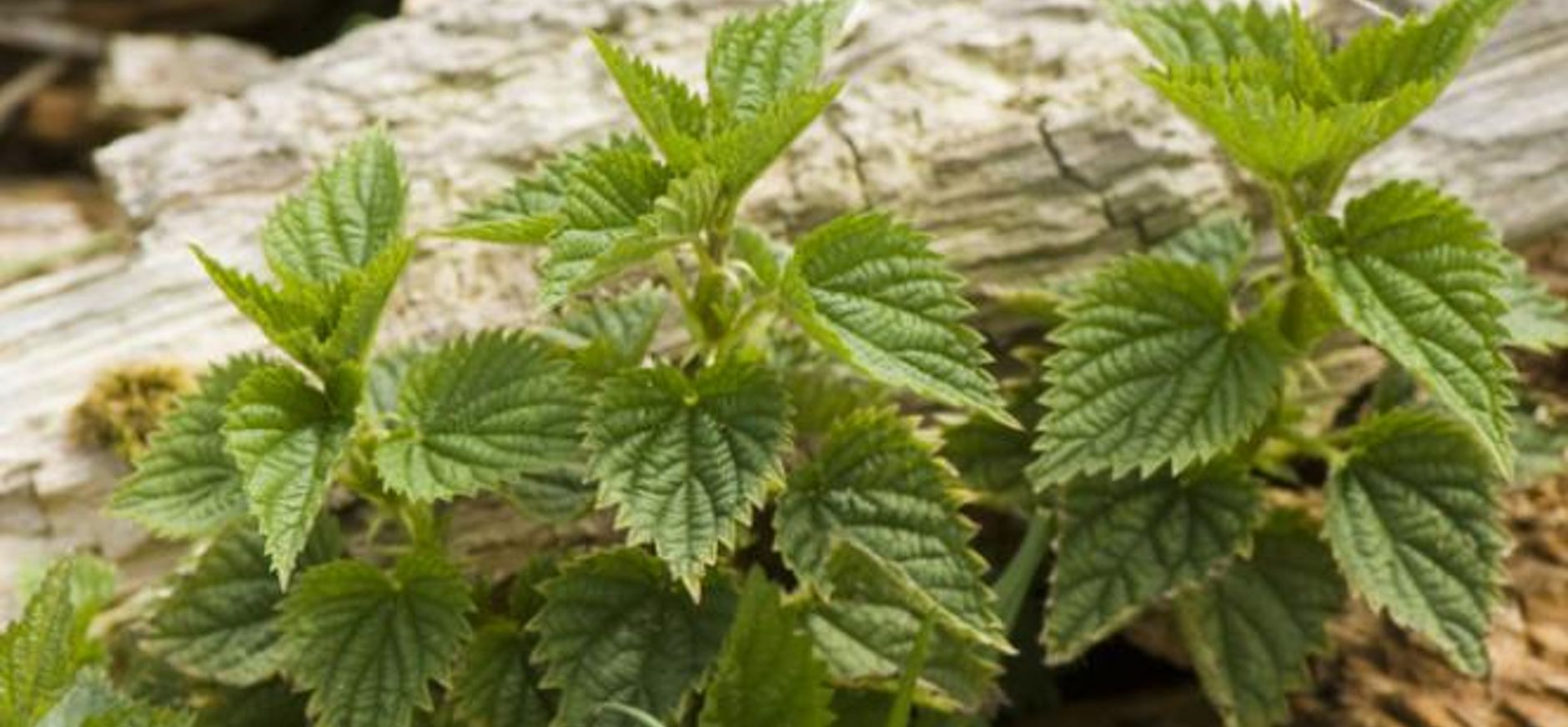 Voorspelling daling stikstof neemt zorgen niet weg