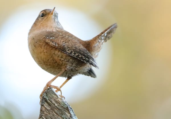 Soms heb je mazzel in de natuur en wil een winterkoning je model zijn.