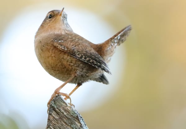 Soms heb je mazzel in de natuur en wil een winterkoning je model zijn.