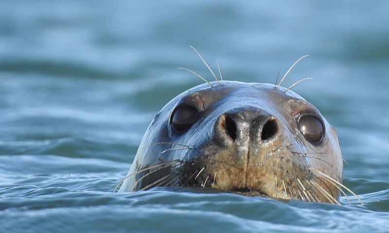 Grijze zeehond