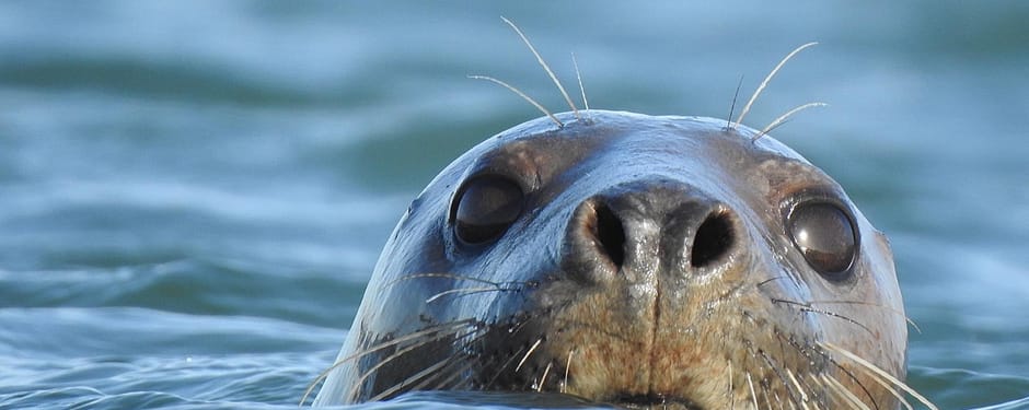 Grijze zeehond