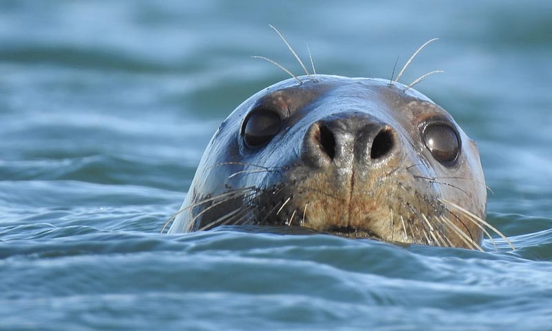 Grijze zeehond