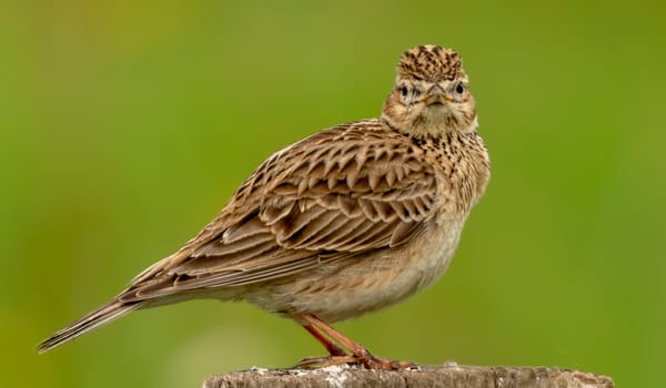 veldleeuwerik