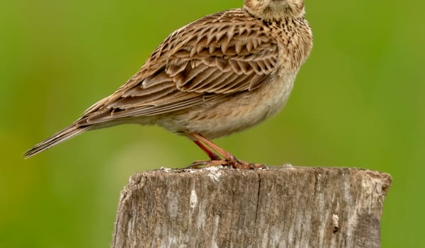 veldleeuwerik