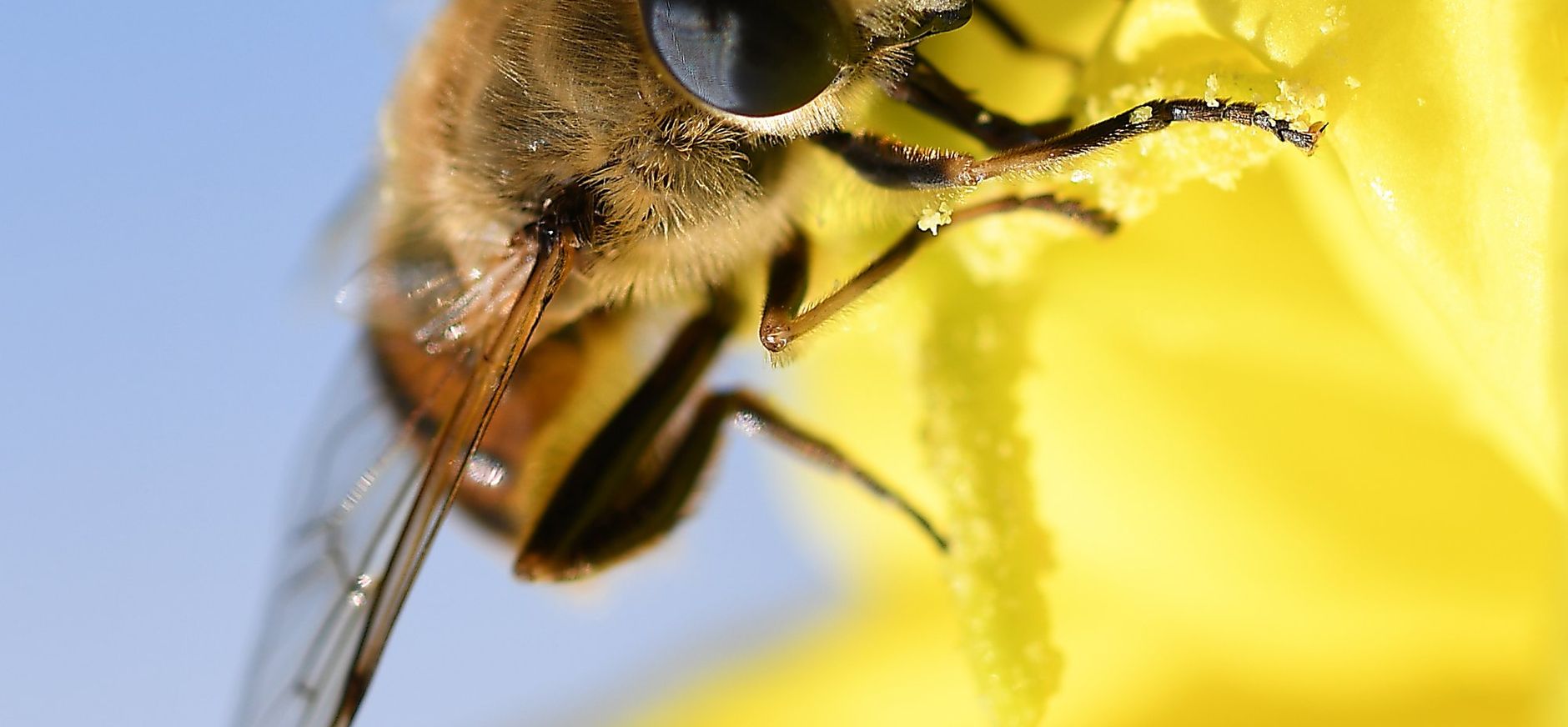 Wilde bij druk doende met het verzamelen van stuifmeel.