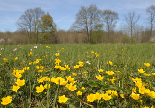 Dotterbloemen
