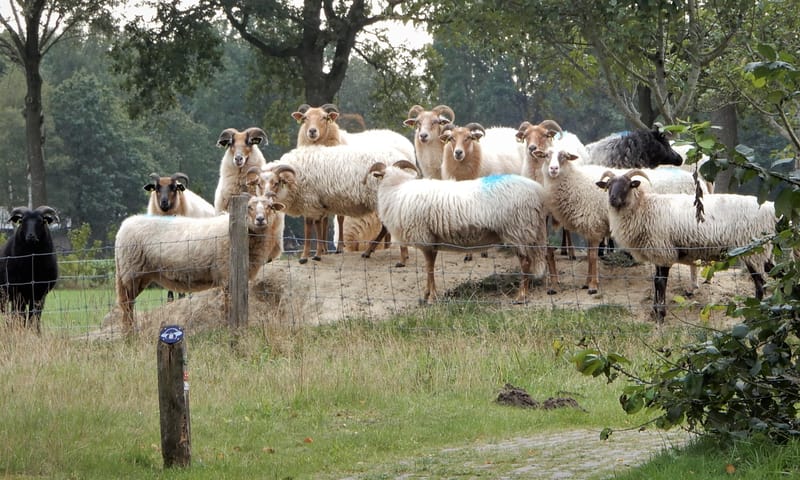 Het zwarte schaap van de Drentse heideschapen