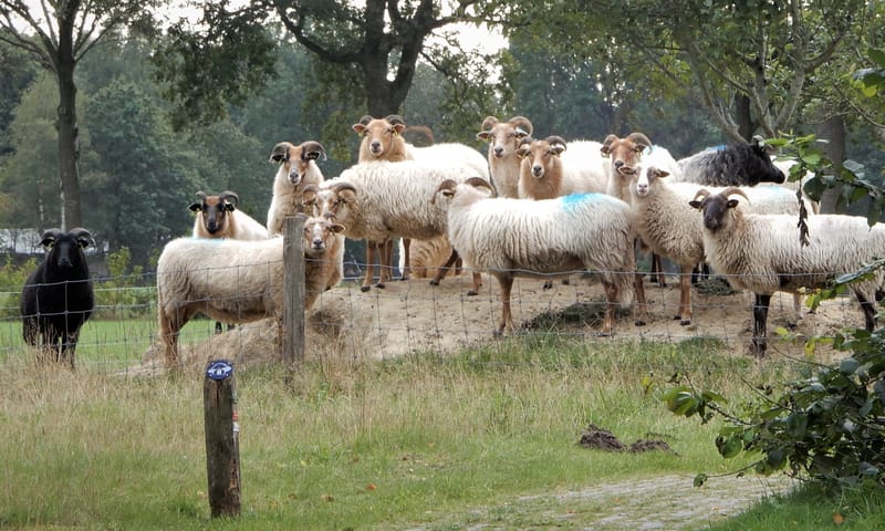 Het zwarte schaap van de Drentse heideschapen
