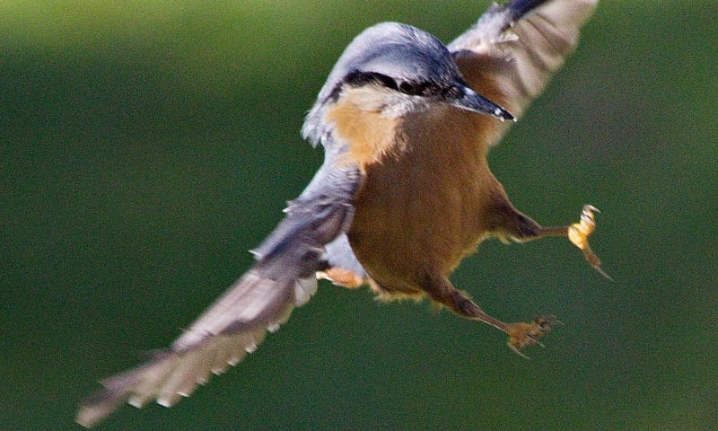 Boomklever landt op tak