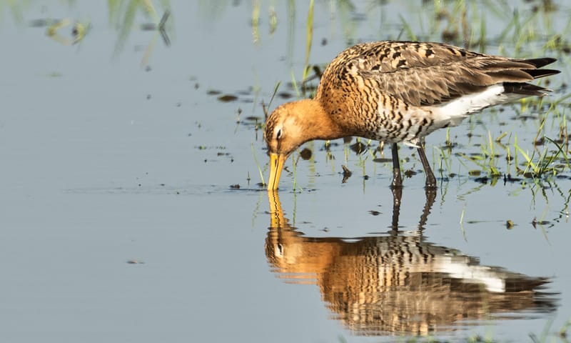 Grutto