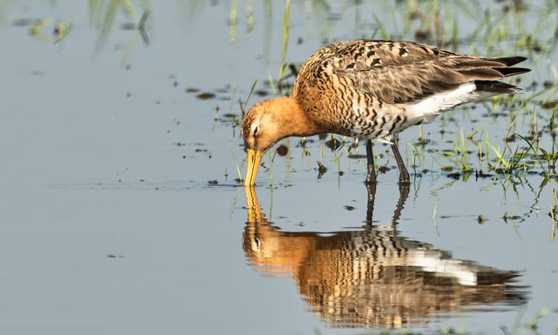 Grutto