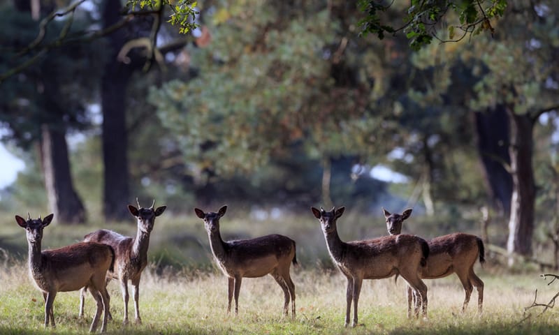 In het Deelerwoud maak je een goede kans om damherten te zien