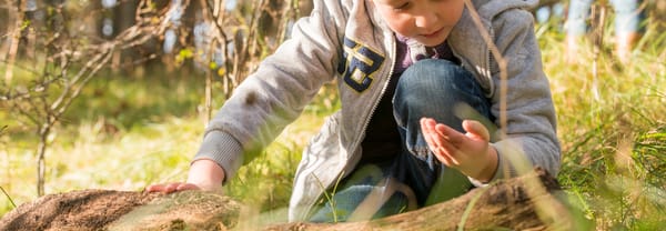 De geheimen van dood hout De geheimen van dood hout