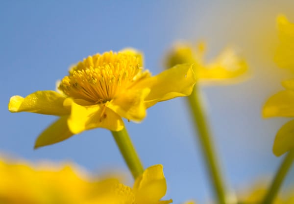 Dotterbloemen